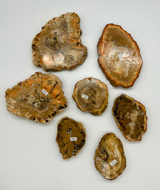 Petrified Wood